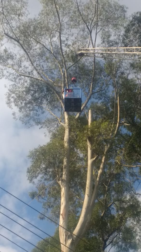 Podas no Guindaste.jpeg